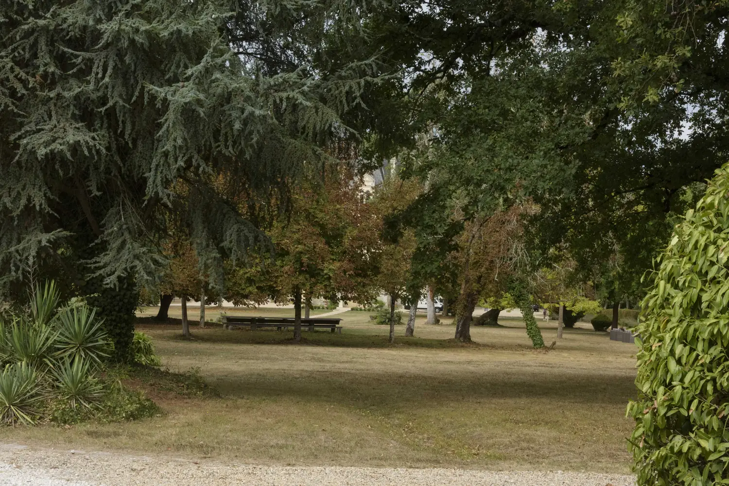 The centuries-old trees of the park