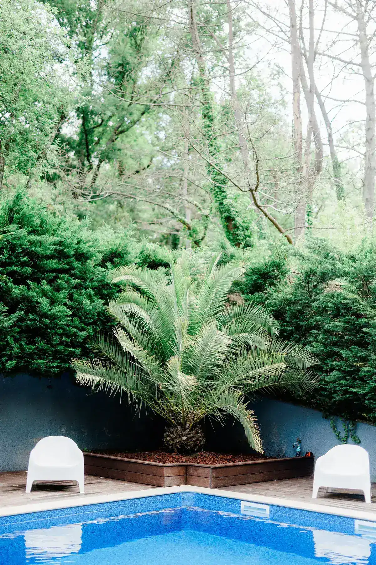 The pool, its palm tree and its loungers