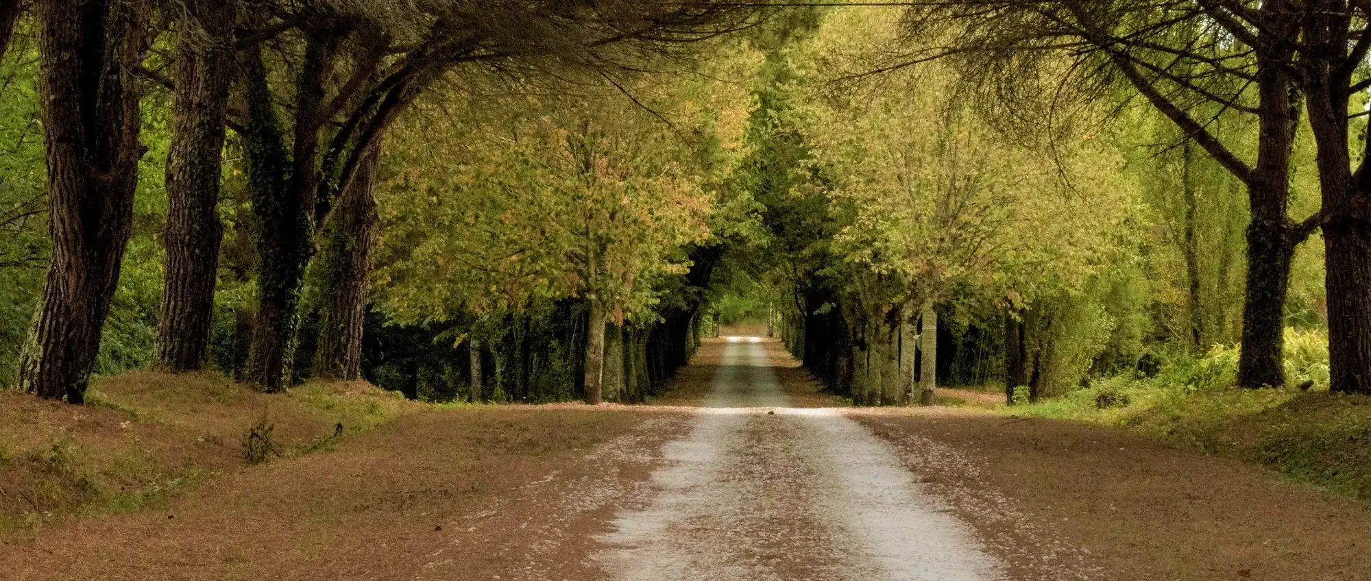 The tree-lined drive through the park